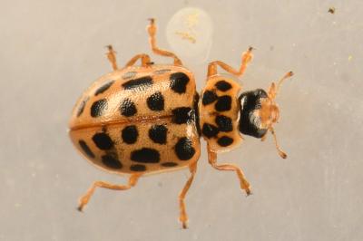 <i>Anisosticta novemdecimpunctata</i>