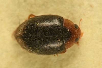 <i>Scymnus haemorrhoidalis</i>