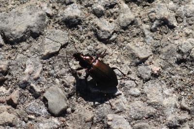 <i>Poecilus</i>
