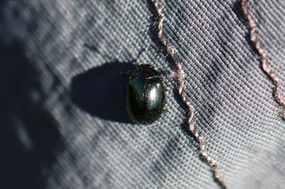 <i>Plagiodera versicolora</i>