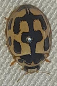 <i>Propylea quatuordecimpunctata</i>