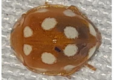 <i>Vibidia duodecimguttata</i>