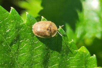 <i>Cassida nebulosa</i>