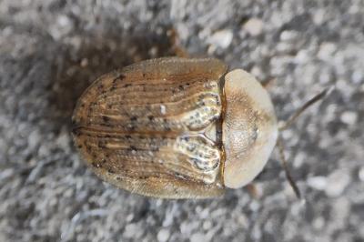 <i>Cassida nebulosa</i>