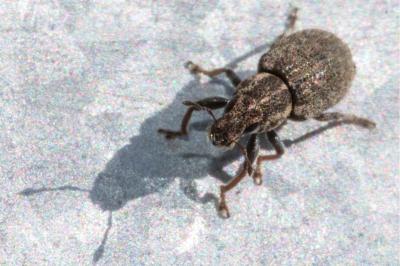 <i>Sitona hispidulus</i>