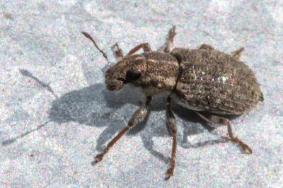 <i>Sitona hispidulus</i>