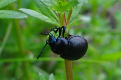 <i>Timarcha goettingensis</i>