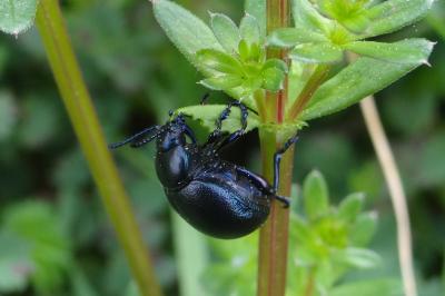 <i>Timarcha goettingensis</i>