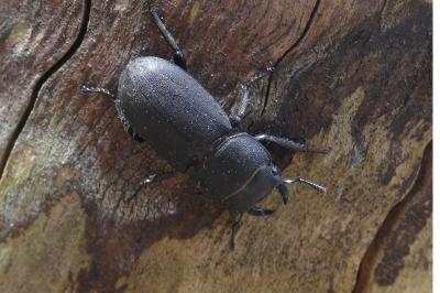 <i>Dorcus parallelipipedus</i>