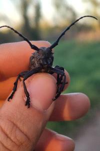 <i>Lamia textor</i>