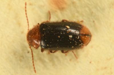 <i>Ochina latreillii</i>