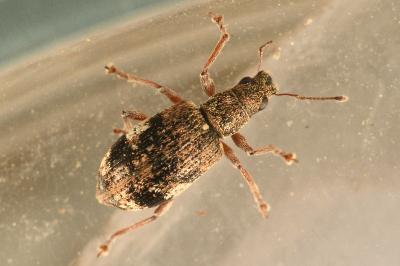 <i>Polydrusus sparsus</i>