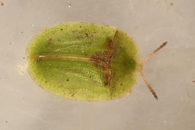 <i>Cassida rubiginosa</i>