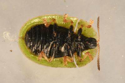 <i>Cassida rubiginosa</i>