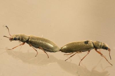 <i>Danacea nigritarsis</i>