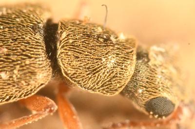 <i>Danacea nigritarsis</i>