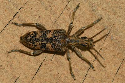 <i>Rhagium sycophanta</i>