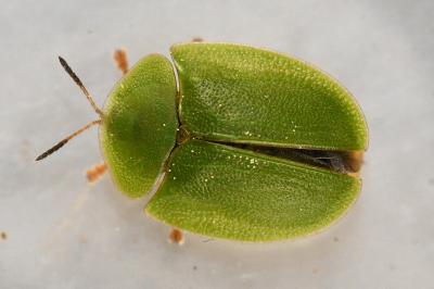 <i>Cassida viridis</i>