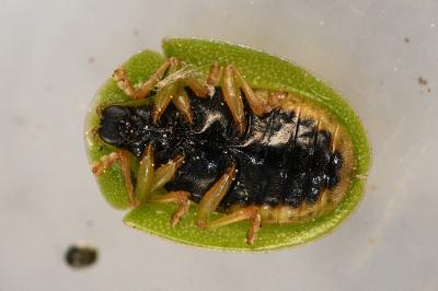 <i>Cassida viridis</i>