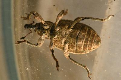 <i>Hypera conmaculata</i>