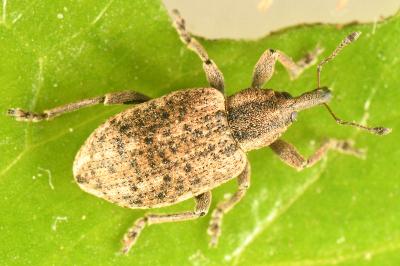 <i>Hypera conmaculata</i>