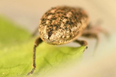 <i>Hypera conmaculata</i>