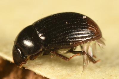 <i>Cercyon ustulatus</i>