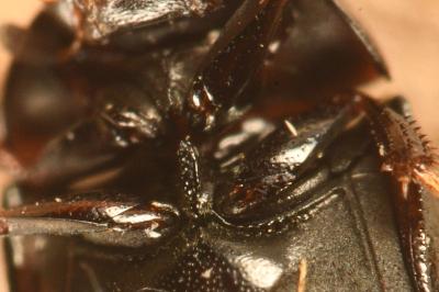 <i>Cercyon ustulatus</i>