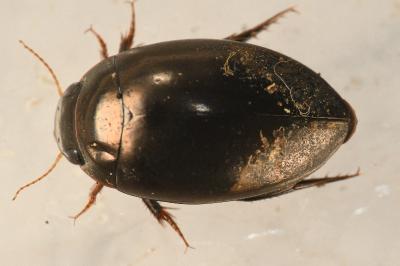 <i>Agabus didymus</i>