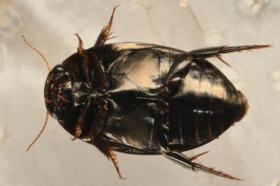 <i>Agabus didymus</i>