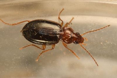 <i>Ocys tachysoides</i>