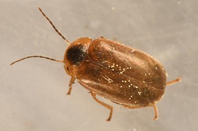<i>Microcara testacea</i>