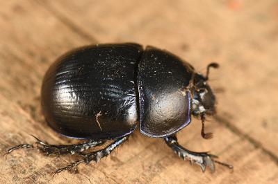 <i>Anoplotrupes stercorosus</i>