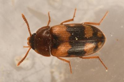 <i>Mycetophagus piceus</i>