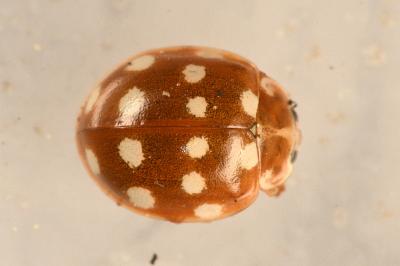 <i>Calvia quatuordecimguttata</i>