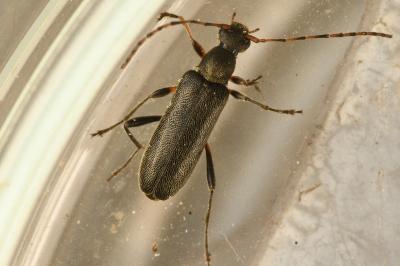 <i>Grammoptera ruficornis</i>