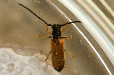 <i>Tetrops praeustus</i>