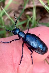 <i>Meloe violaceus</i>