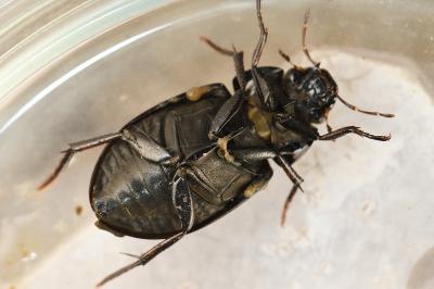 <i>Hydrochara caraboides</i>