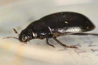 <i>Hydrochara caraboides</i>