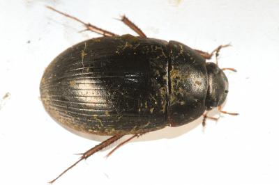 <i>Hydrobius fuscipes</i>