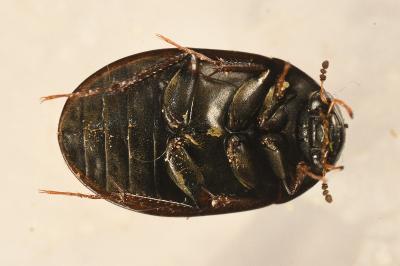 <i>Hydrobius fuscipes</i>