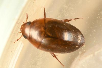 <i>Noterus clavicornis</i>