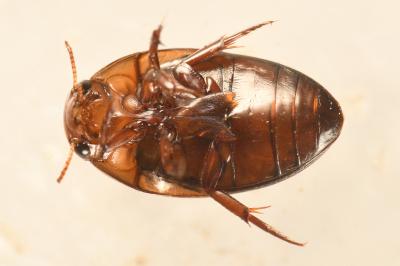 <i>Noterus clavicornis</i>