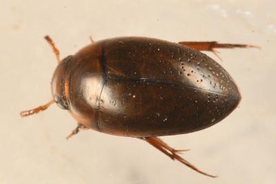 <i>Noterus clavicornis</i>