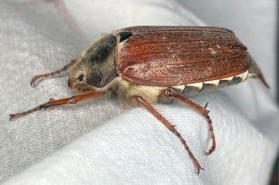 <i>Melolontha melolontha</i>