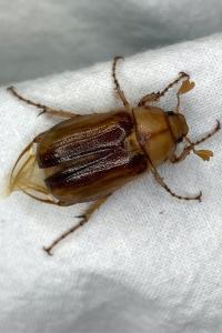 <i>Rhizotrogus</i>