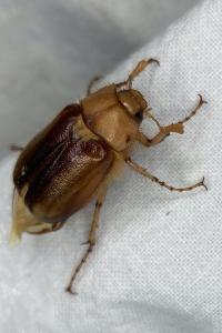 <i>Rhizotrogus</i>