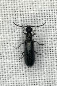<i>Dasytes aeratus</i>