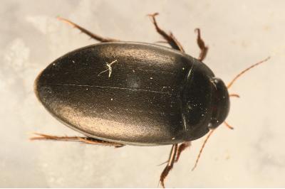 <i>Agabus bipustulatus</i>